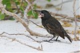 Española Ground-Finch